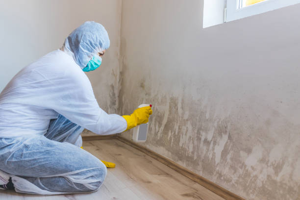 Licensed Mold Inspection service in Tyrone, GA - WQB Mold Removal